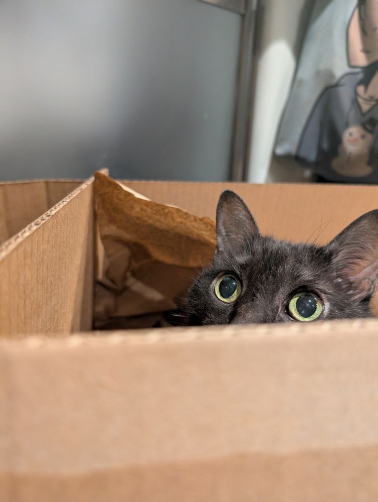 A photo of Watson, a smokey tabby cat, poking his head up from within a cardboard box. All that is visible is his head above his nose and his bright eyes.