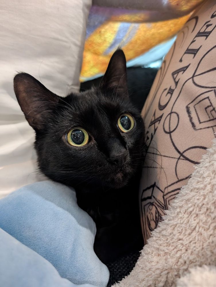 A photo of Rigby, a sleek black cat with bright yellow eyes, staring out from between two pillows.
