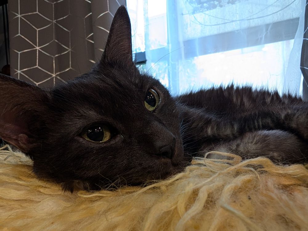A photo of Watson, a smokey tabby who is laying comfortably on a yellow fur in front of a window.