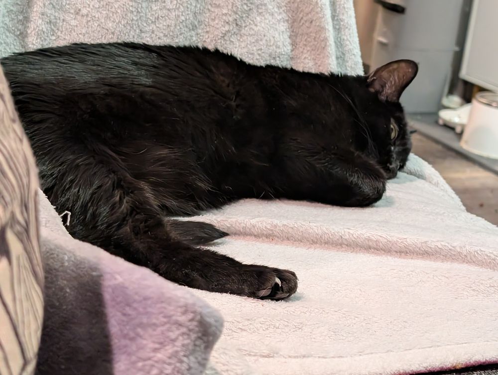 a photo of Rigby, a black cat, laying looking dejected on a white blanket. His visible eye is slitted open and staring into the middle distance.