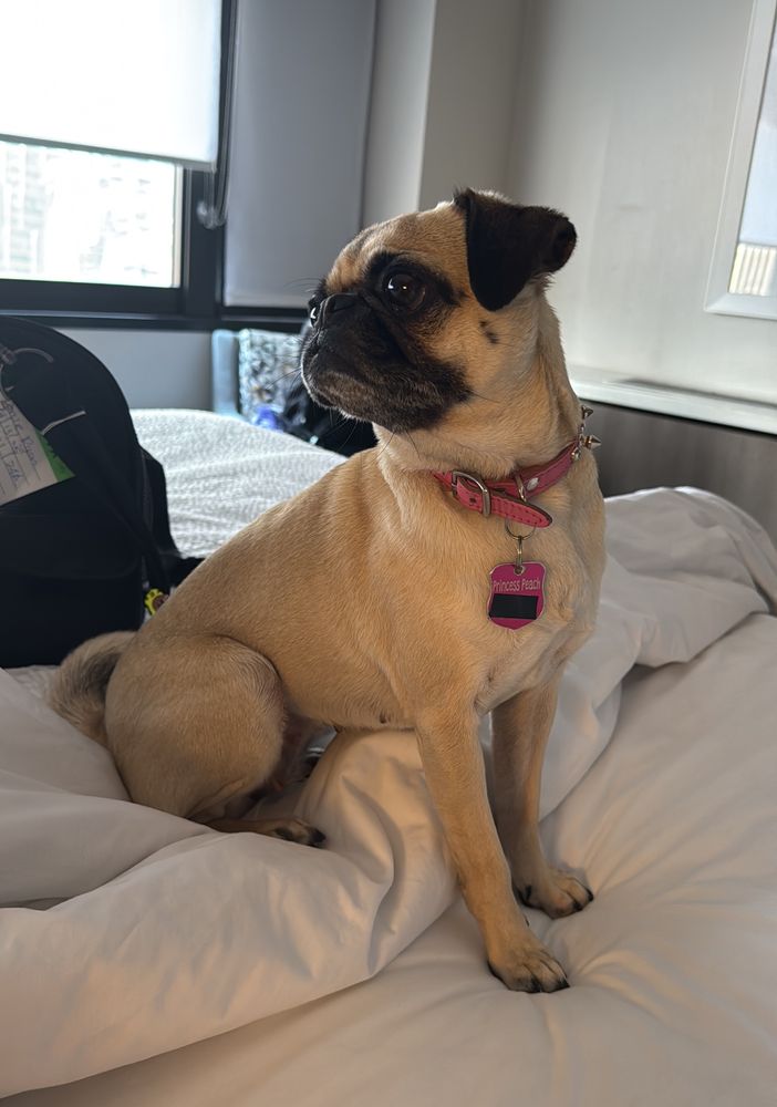 A small pug sits on a hotel bed
