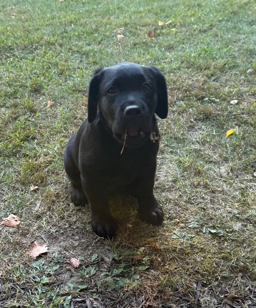 Close up of a black lab puppy with grass in his mouth
