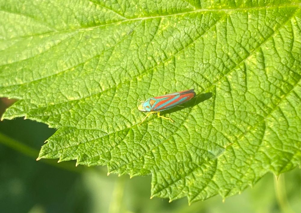 A small very brightly colored insect. It had neon blue and red stripes. They can jump great distances and possibly fly? Very cute