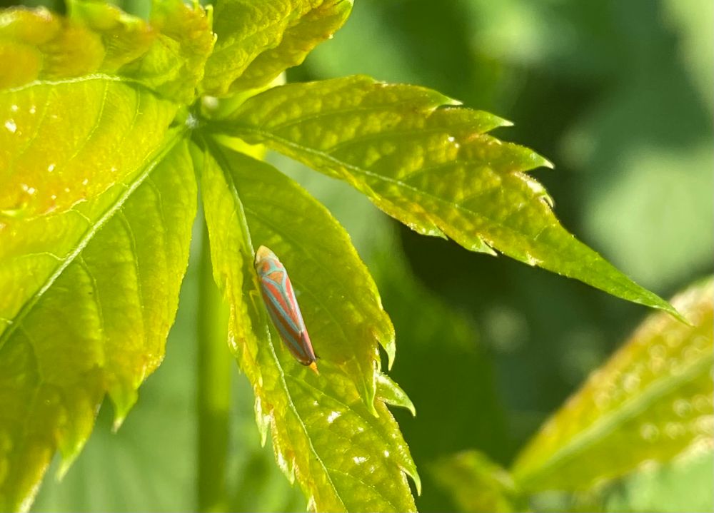 A small insect called a leaf hopper sitting on a very yellow green leaf. The bug has bright blue and red stripes.