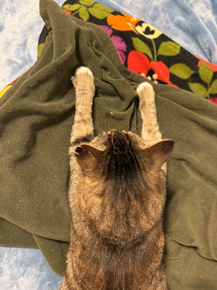 A tabby cat seen from above, stretches his front paws.