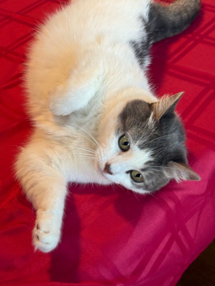 A white cat with grey/ brown mask around face and ears, considers how she might scratch someone while lounging on a red tablecloth.