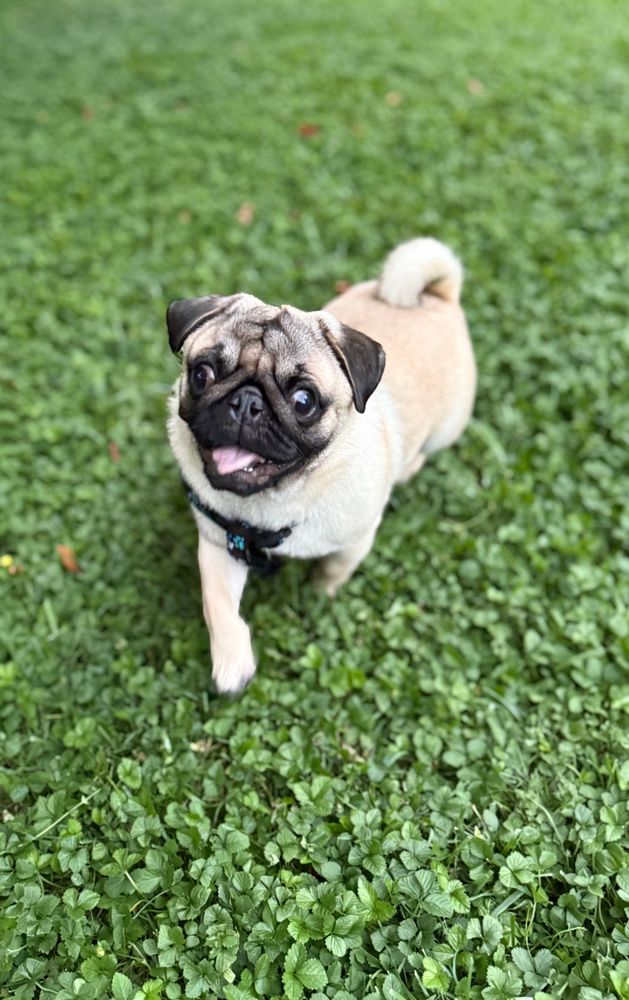 The newest member of our family, 8 month old Gizmo