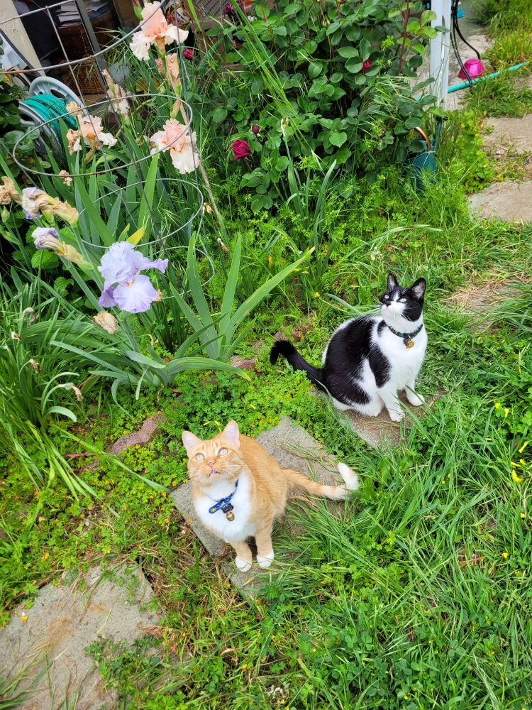 Two cats sitting in a garden look up. One is an orange tabby, the other is a tuxedo cat.