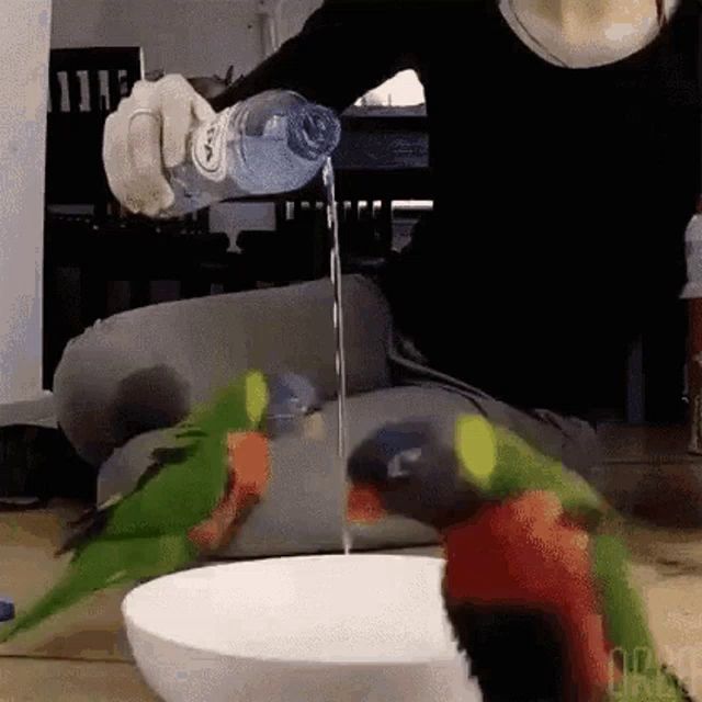 a woman is pouring water from a bottle into a bowl .