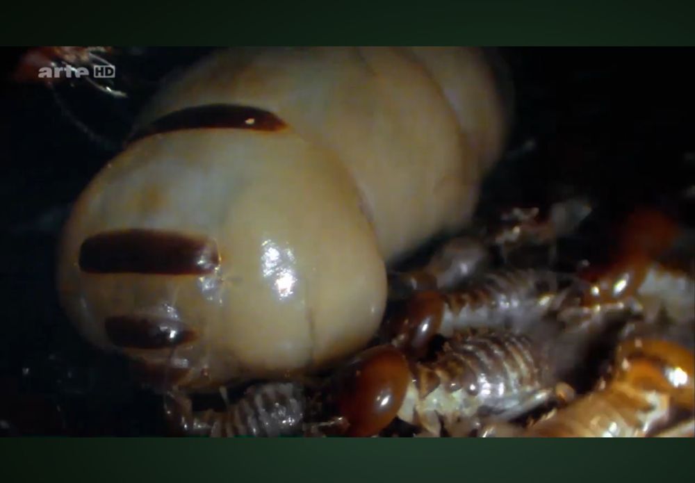 Une termite en gros blanc (la reine)