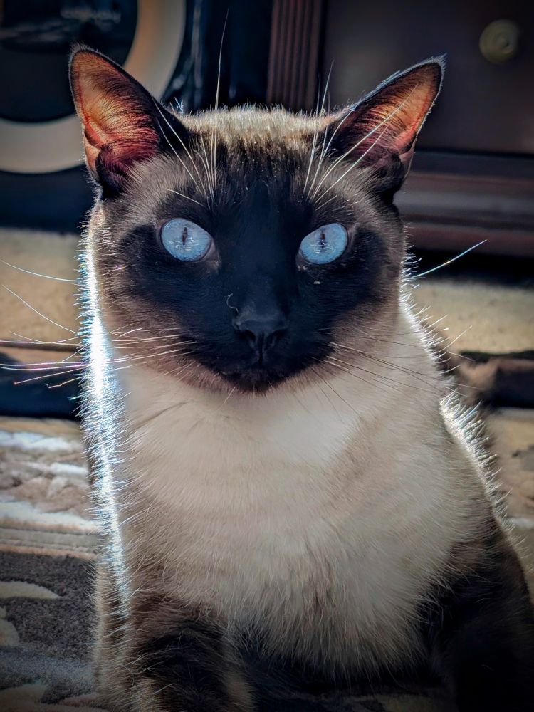 My sweet Siamese kitty Draco Meowfoy