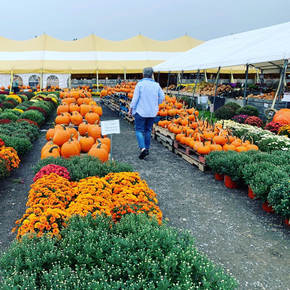 My beloved among the mums and the pumpkins.