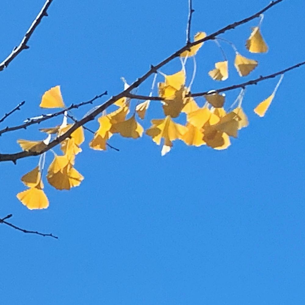 A branch with the season’s last bright yellow Ginkgo leaves against a bright blue sky. 