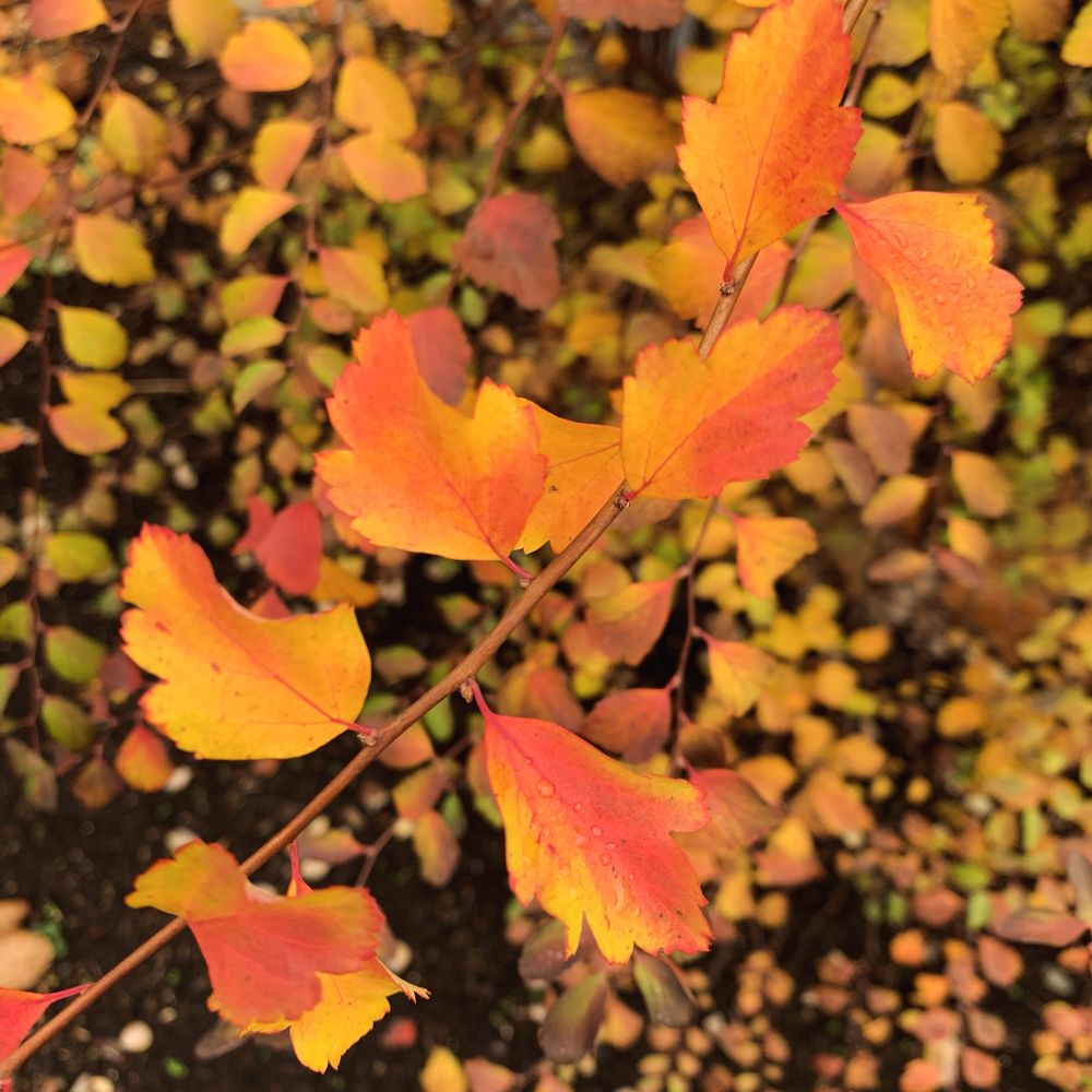 A small branch of bright orange and yellow leaves, atop a bed of yellowy ground cover. 