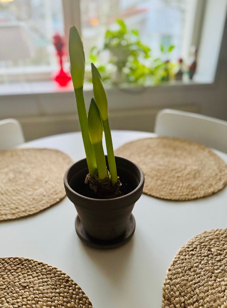 Amaryllis ruukussa valkoisella pöydällä. 