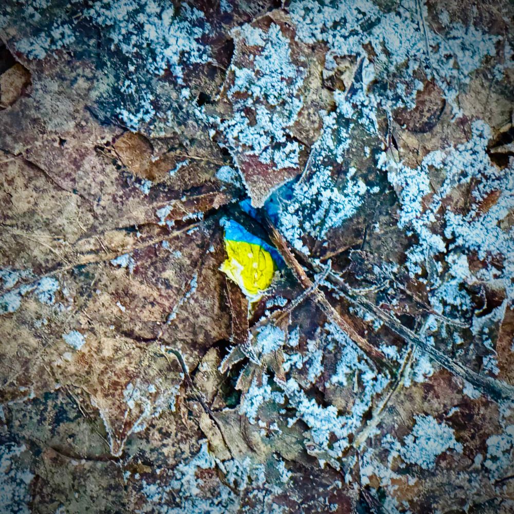 Huurteisessa maassa jotain sitkeää sinistä ja keltaista. 