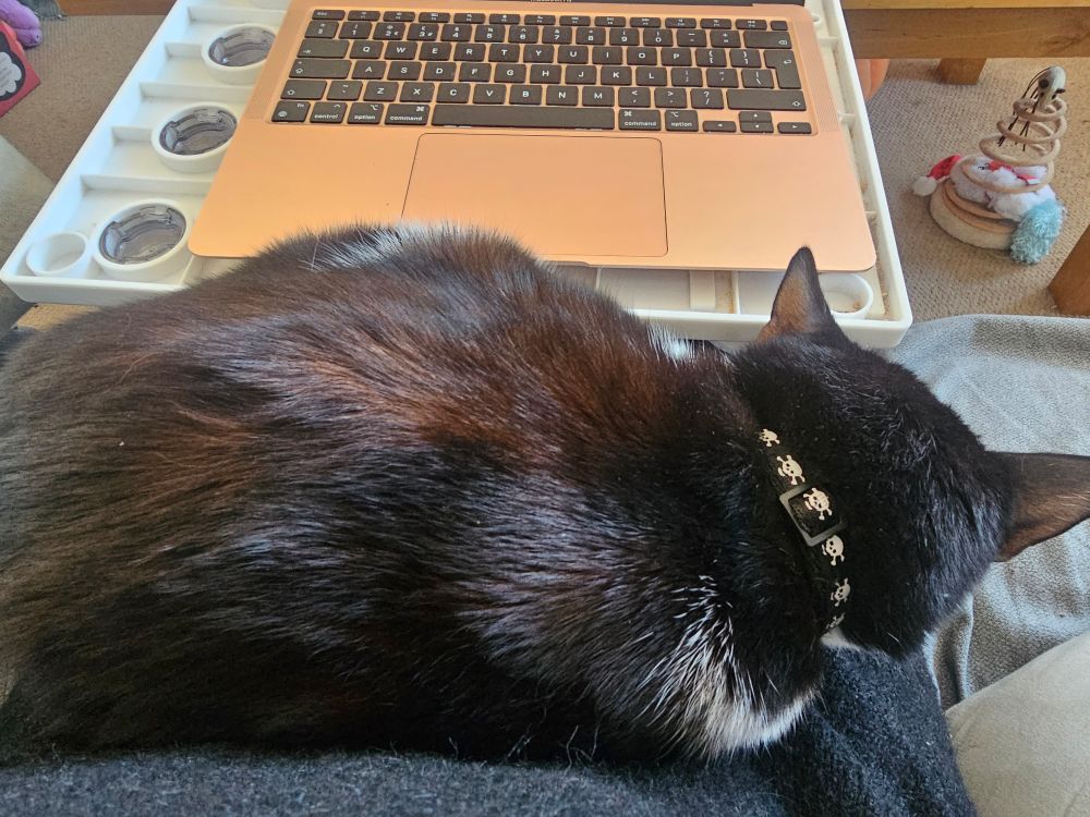 A black and white cat lying on a human trying to do some work on her laptop