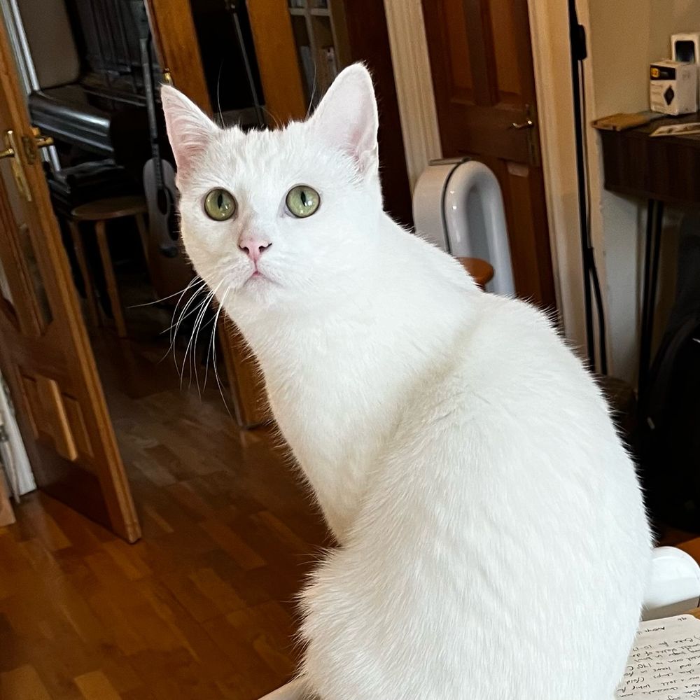 A white cat called Milady de Winter