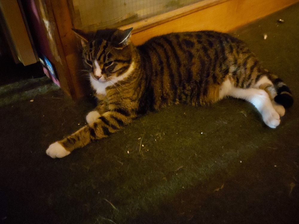 Photo of a tabby cat