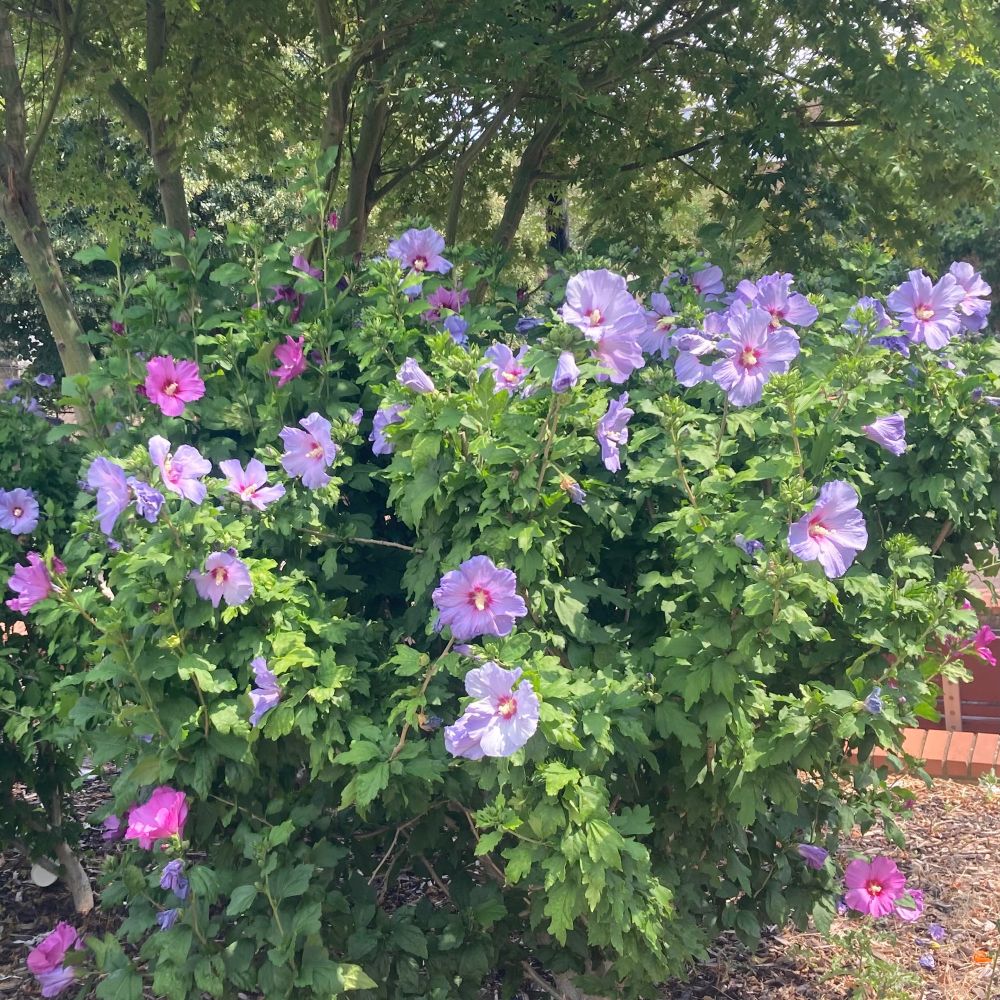 Hibiscus bush with purple-pink flowers 