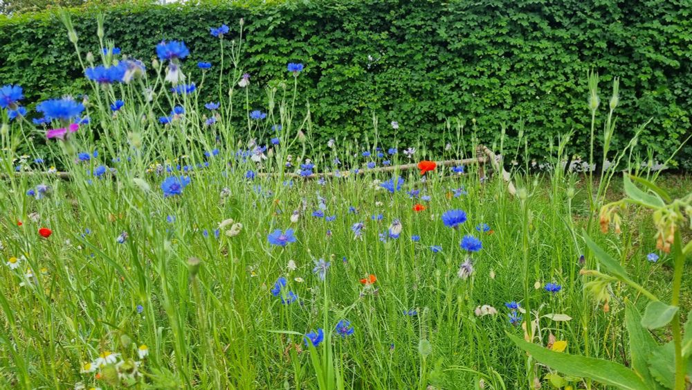 Flower pockets for bees 