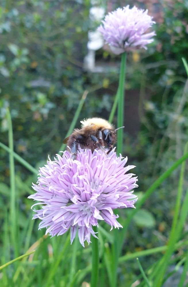 Bee on top of Alium flower 