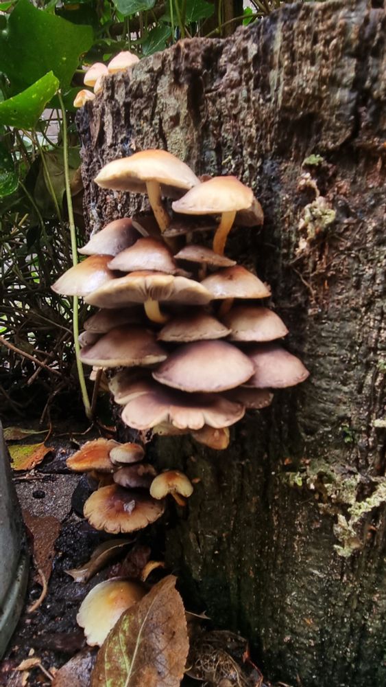 Mushrooms on a tree