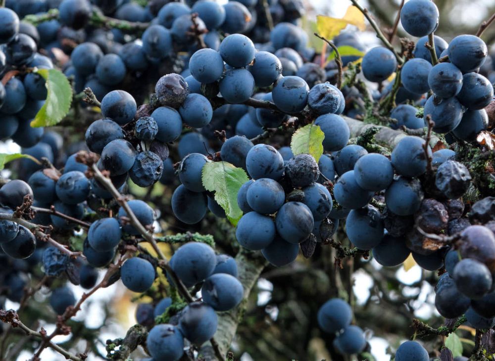 Blackthorn tree with lots of Sloes