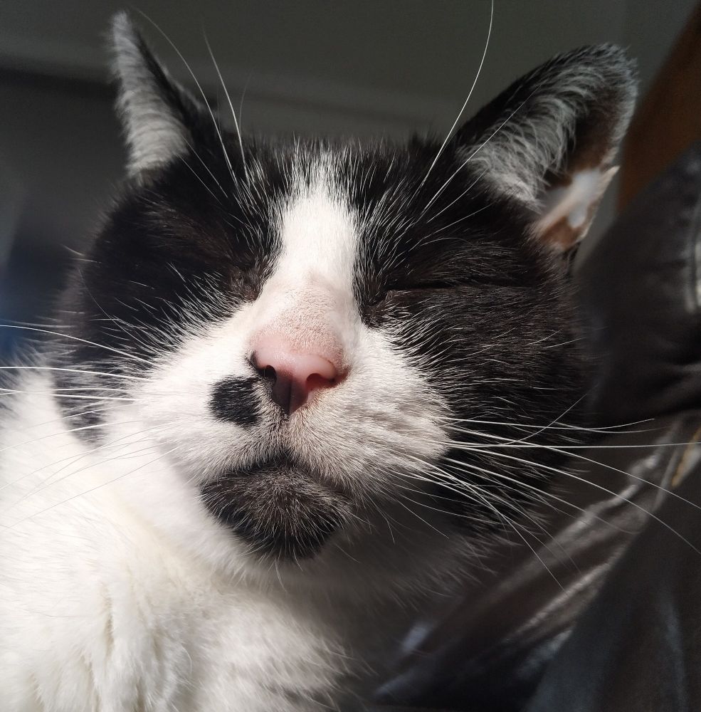 A black and white cat pretending to be asleep.