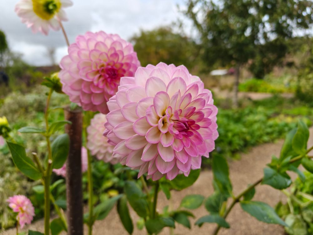 Some nice pink flowers. No idea what they are 