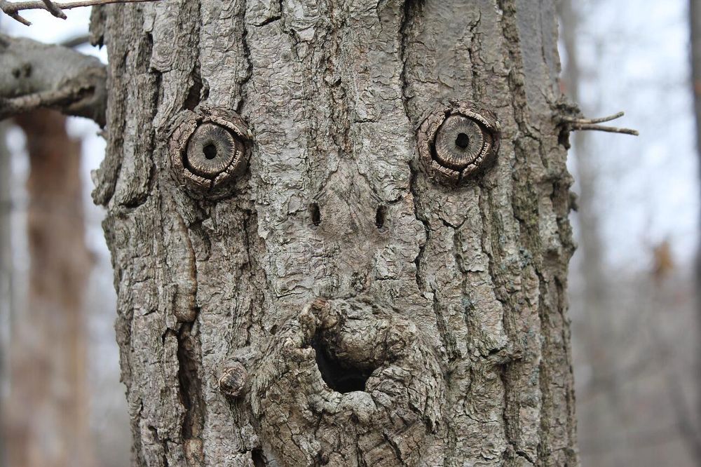 An example of pareidolia on a tree trunk. Two sawn branch stems resemble eyes. Below them another branch stem has formed a hole in the trunk that looks like a mouth.