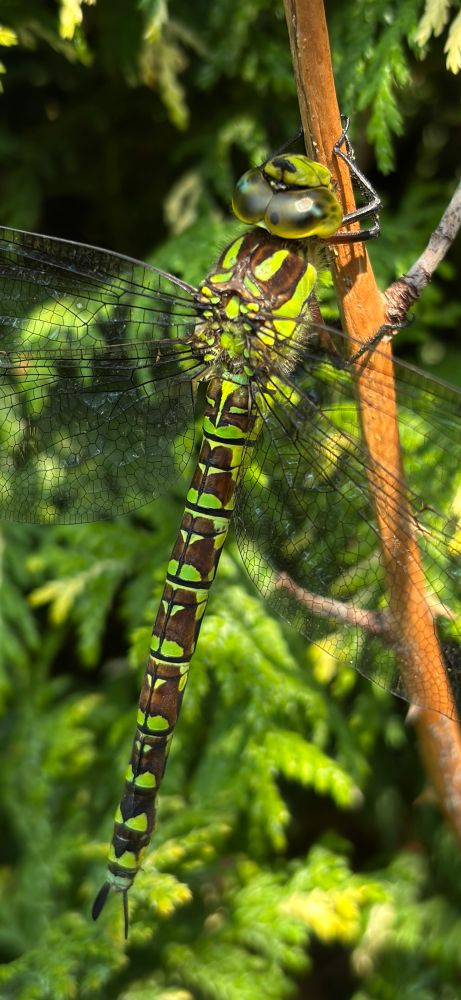 Some sort of bright green dragonfly with black markings rests on a branch in my garden