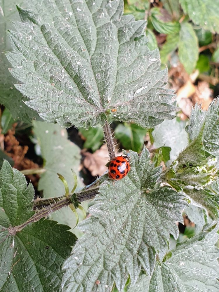 A tiny red ladybird with lots of black spots, chilling on a stinging-nettle leaf. 
