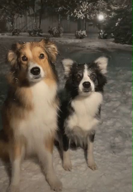 two dogs standing next to each other in the snow looking at the camera