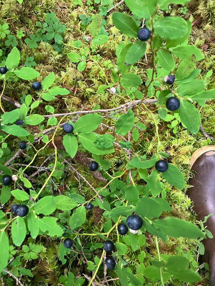 Blueberries the size of BB pellets, all over a low lying, lusciously green small bush. 