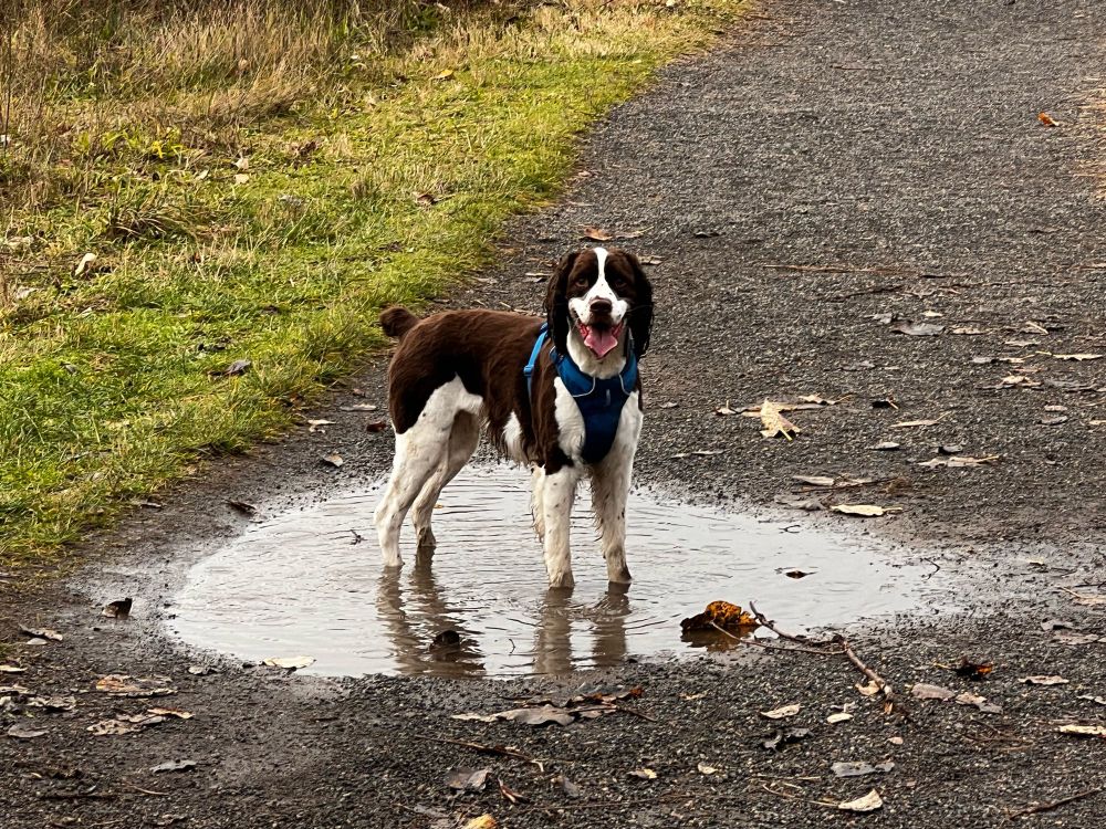 A liver and white springer spaniel standing in a mud puddle on a hiking trail.