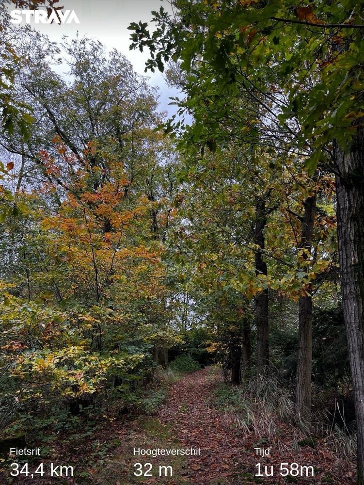 Herfstbos in De Scheeken tijdens fietstocht