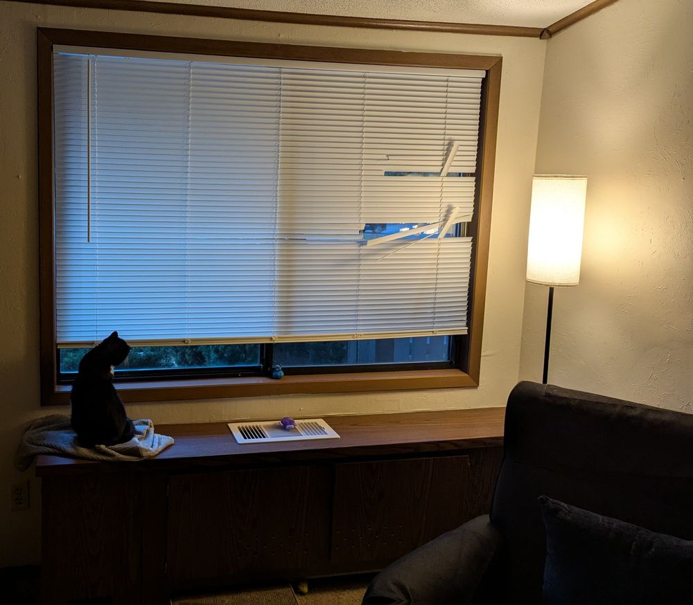 Photo of damaged Venetian blinds in front of a window. A black cat in the lower left corner is looking at the damage.