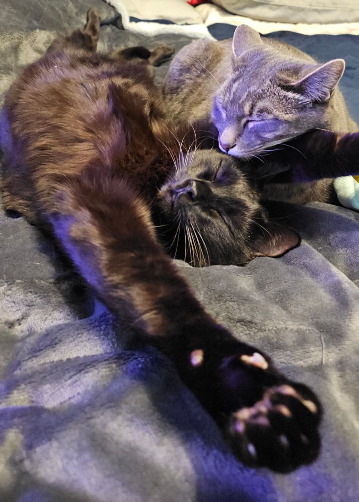 Black cat laying on its back with arms stretched above it's head and a grey tabby resting it's head on one of the black cats arms