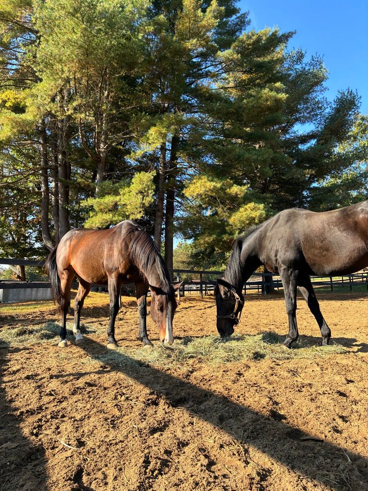 Two horses eating hay outside in their paddock on a sunny day with pine trees and blue sky in the background. 