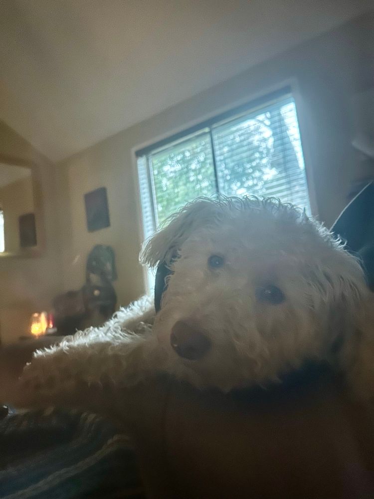 cute white dog’s face and a leg draped over arm of chair, medical collar (in last post) downgraded to travel pillow type, looking bored with lit window in background 