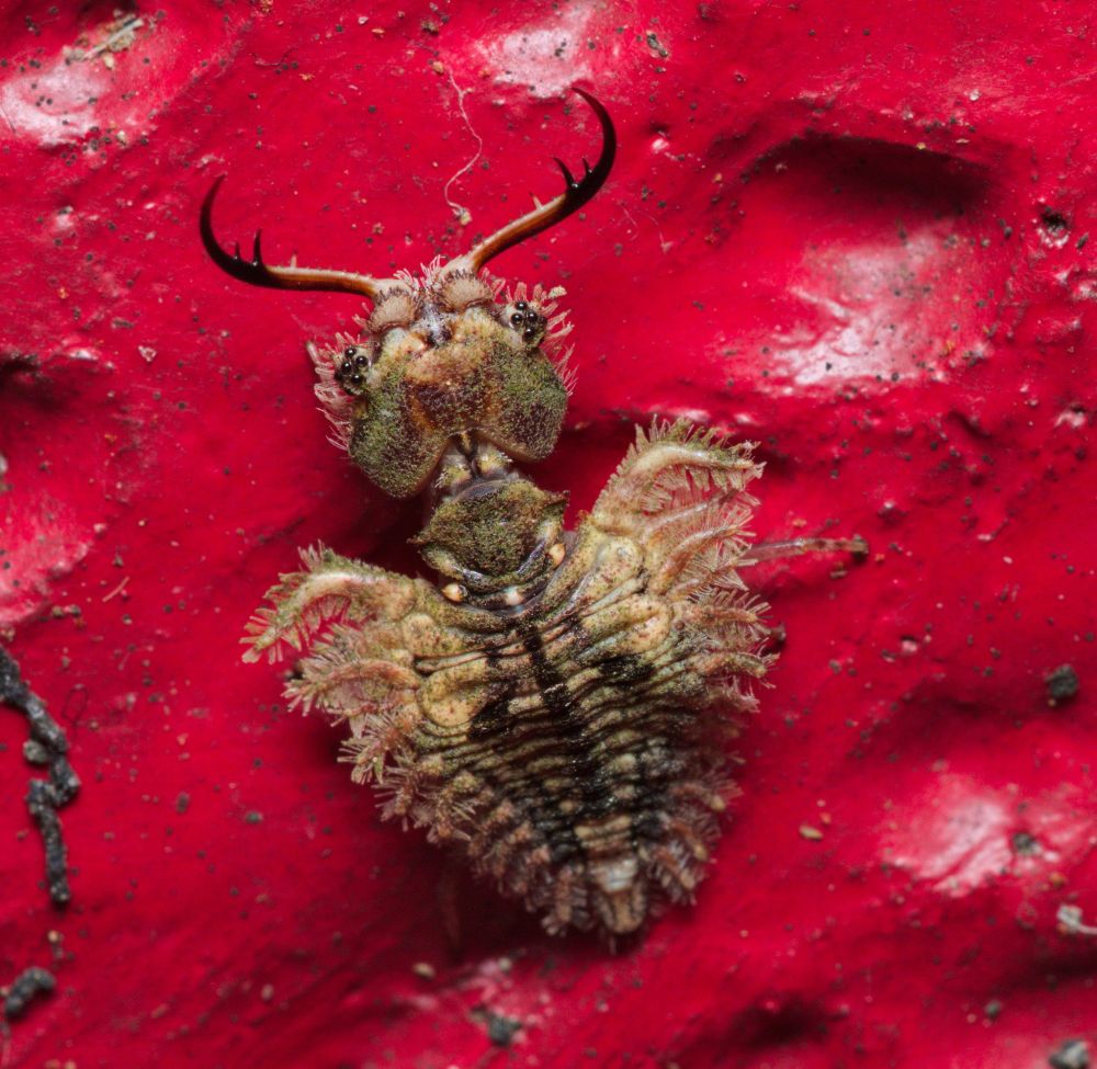 juvenile owl fly on a railing