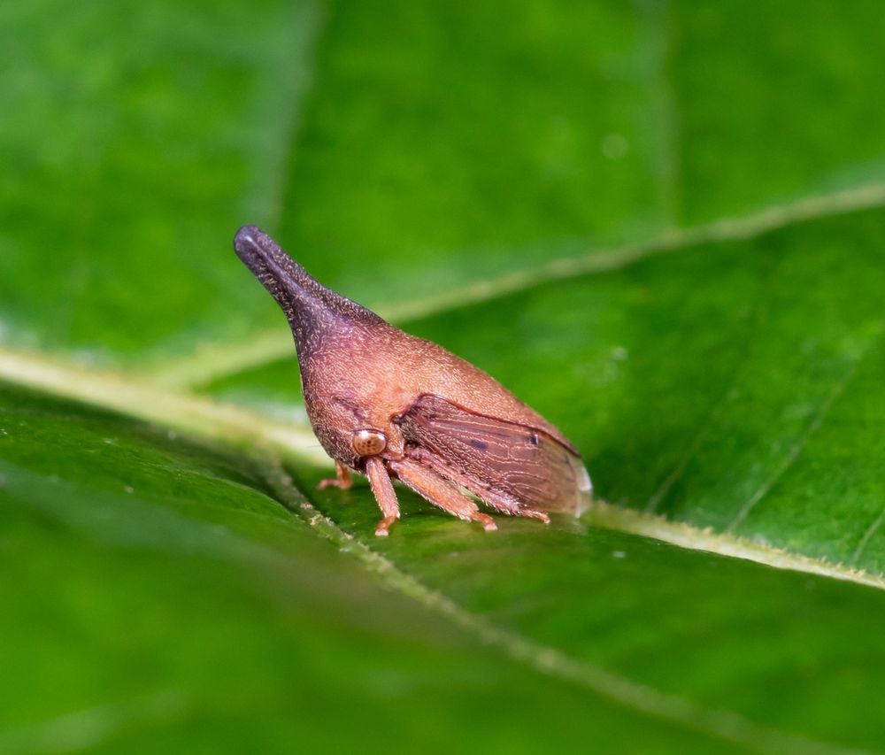 shy membracid
