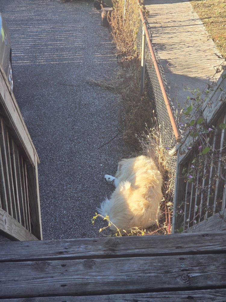 A pyr laying at the bottom of the steps