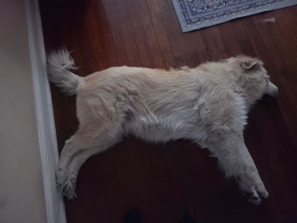 A pyr laying down 