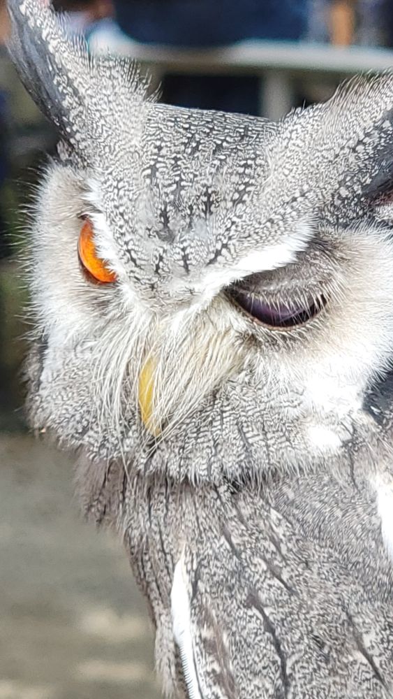 An owl; winking.