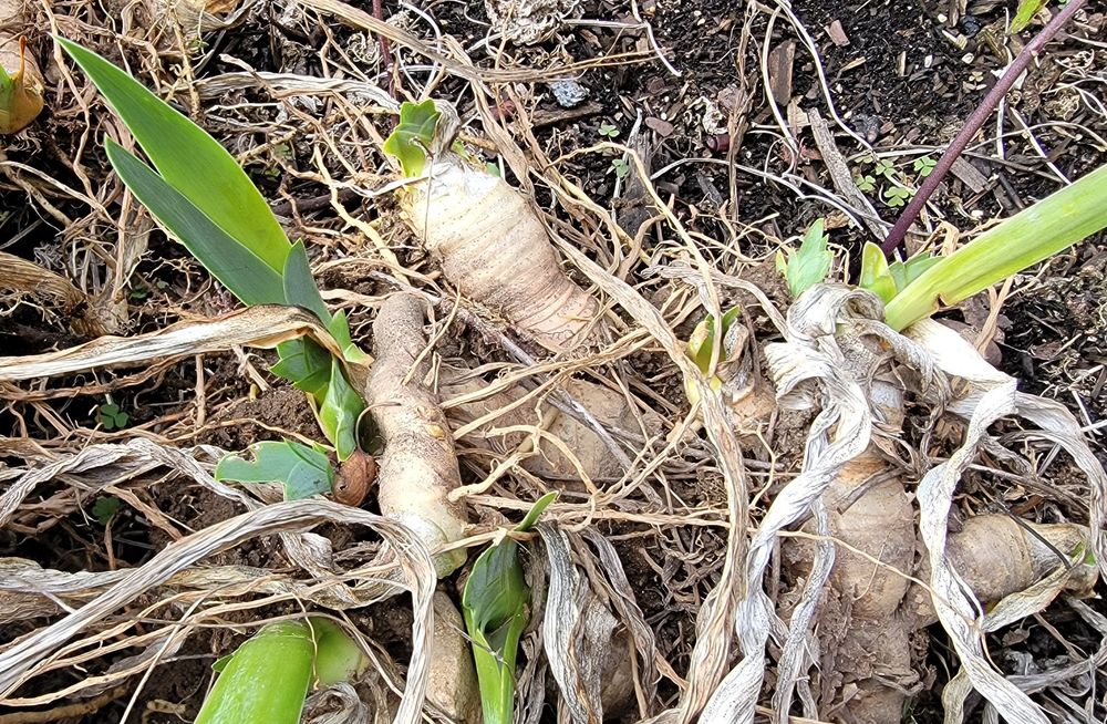 Exposed iris tubers (don't ask me what variety) with new growth. In November.