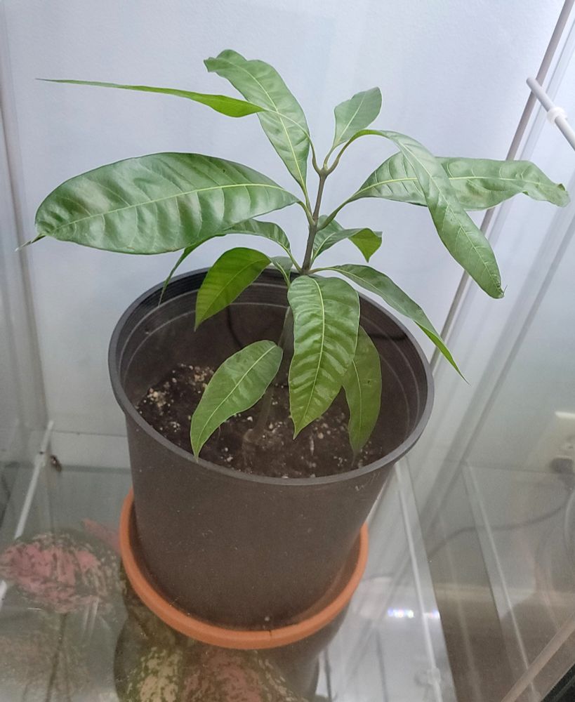 Small mango sapling inside a glass case.
