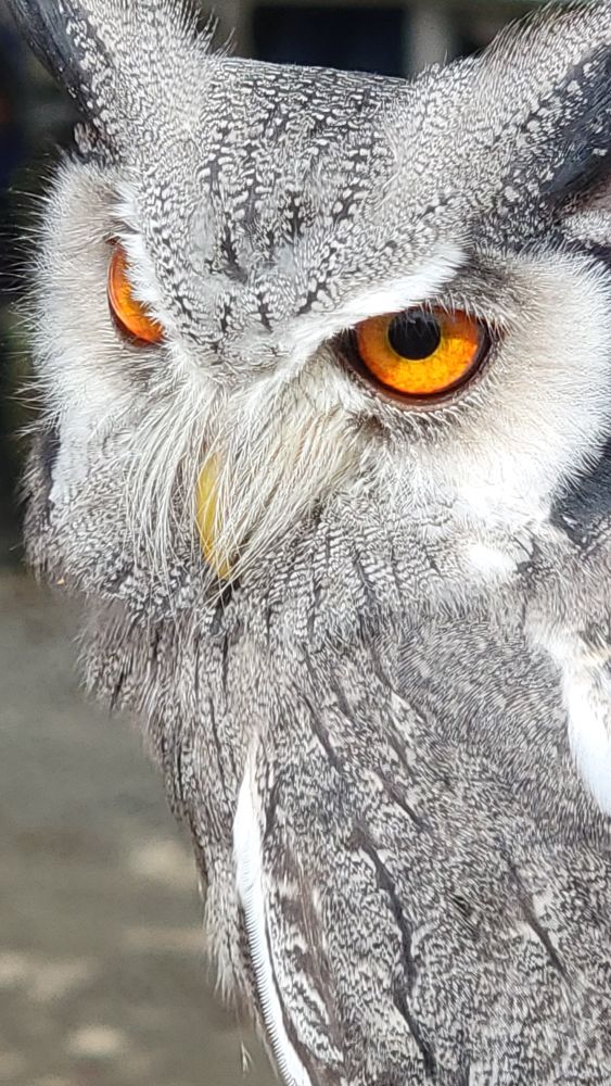 Close of owl's face, showing off those gorgeous orange eyes.
