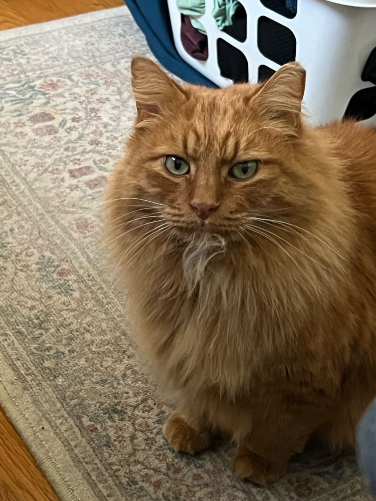 A large, furry orange cat with green eyes stares directly at the camera with a tuft of cat fur stuck in his mouth. Said tuft of hair gives the appearance of a beard and is very amusing! He stands on a William Morris reproduction rug with a basket of laundry in the background.